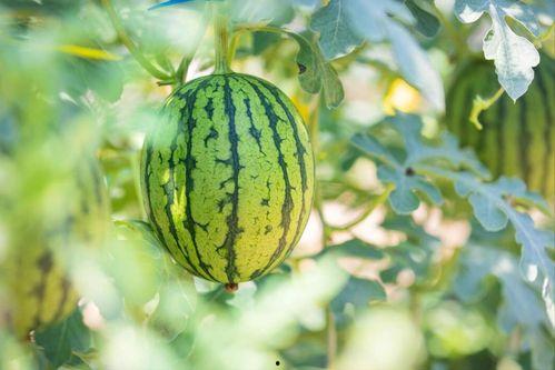 西藏瓜适合怎么吃,解锁高原美味新体验  第3张